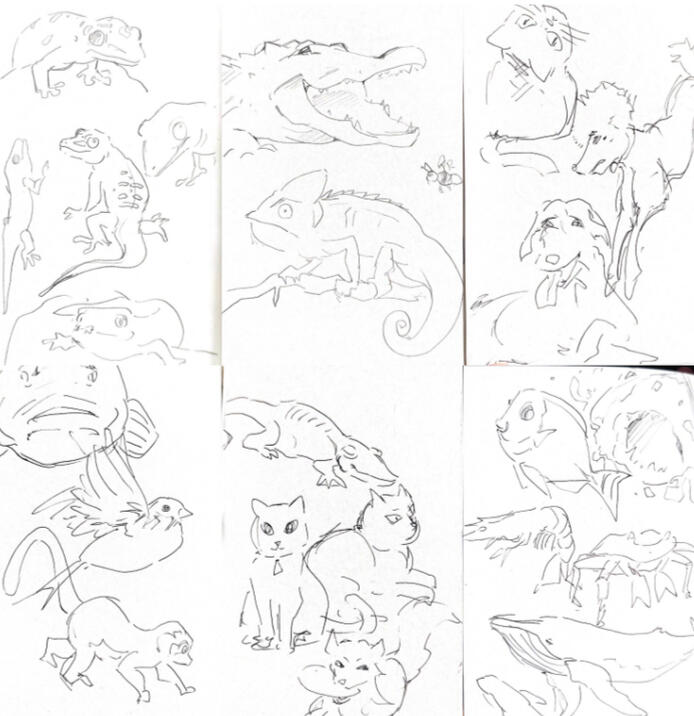 Animal Drawings